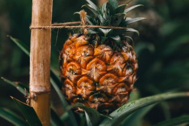 Çiftlikte yakın plan olgun ananas meyvesi. Güzel ışıklı tropik ananas meyvesi.