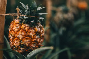 Güzel ışıklı tropik ananas meyvesi.