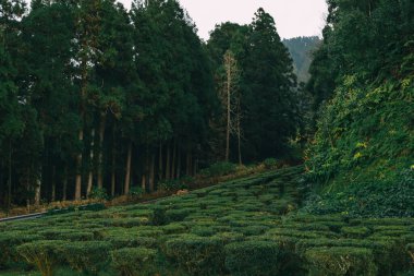 Güzel yeşil yaz ormanlarına doğru. Güzel, gizemli bir yaz ormanında yürüyüş..