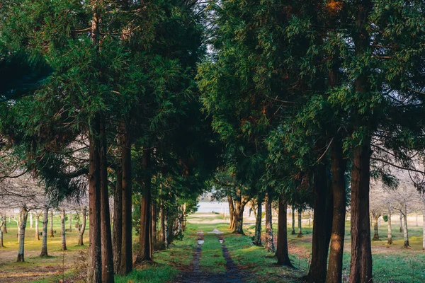 Grüne Gasse Garten Flankiert Von Hohen Kiefern Spaziergang Auf Dem — Stockfoto