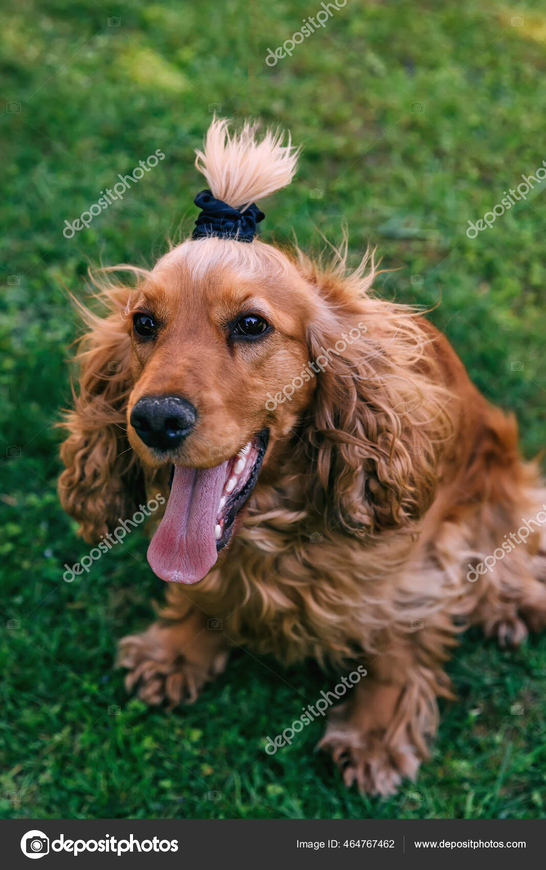 Happy Golden Spaniel Tail Extended Tongue Sitting Grass — Stock