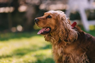 Altın cocker spaniel dili dışarı fırlamış bir şekilde çimlerin üzerinde duruyor. Happy Dog parkta yürüyüş yapıyor. Metin için yer.
