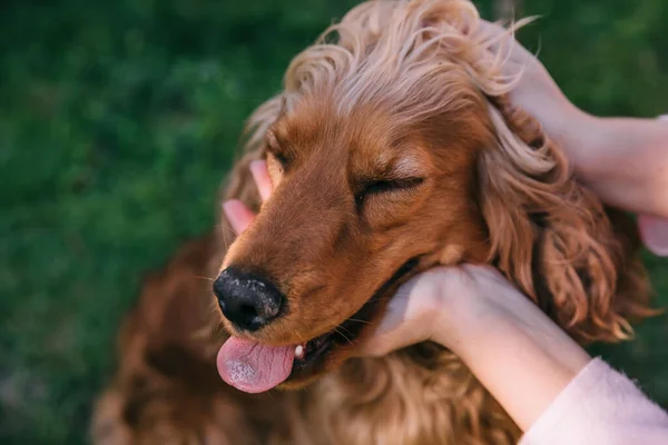 Cão Marrom Bonito Sorrindo Feliz Fechou Olhos Prazer Acariciar Mãos — Fotografia de Stock