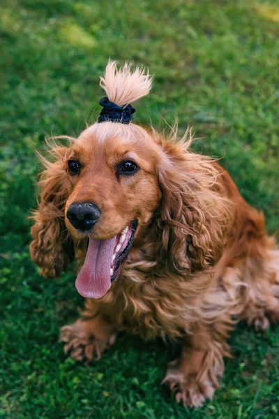 Glücklicher Goldener Spaniel Mit Schwanz Und Ausgestreckter Zunge Sitzt Auf — Stockfoto