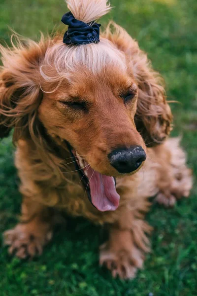 Porträt Eines Entzückenden Cockerspaniel Mit Geschlossenen Augen Und Ausgestreckter Zunge — Stockfoto