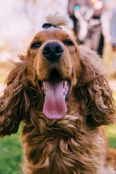 Retrato Feliz Sorrindo Inglês Puro Cocker Spaniel — Fotografia de Stock