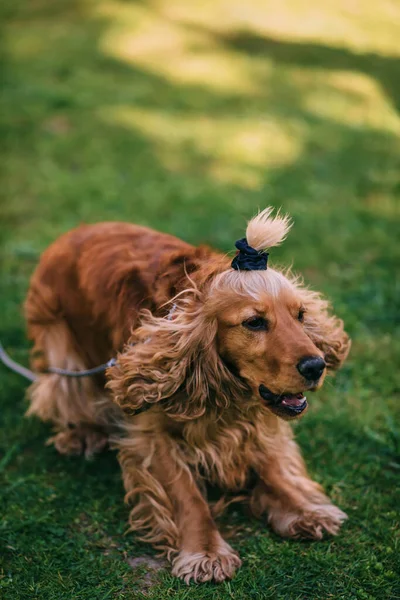 庭の緑の芝生で遊んでいる間にかわいい茶色の犬 — ストック写真