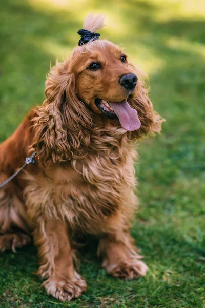 金色のコッカー スパニエルが草の中に立っていて 舌が突き出ている 繁殖犬の肖像画 公園の散歩中のハッピードッグ — ストック写真