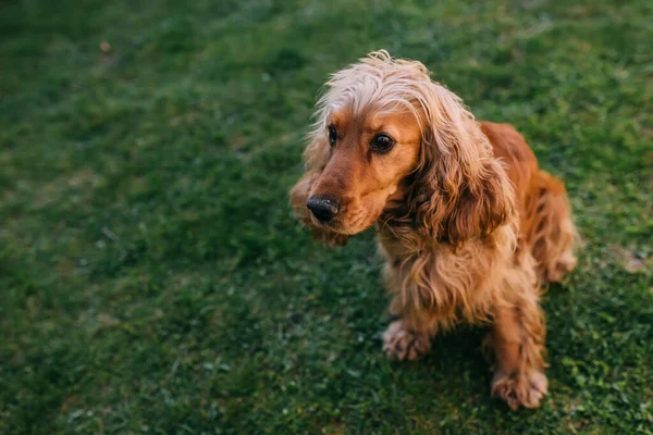 Cão Bonito Cocker Spaniel Puro Livre Grama Dia Ensolarado Verão — Fotografia de Stock