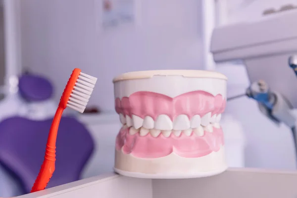 Чистые Зубы Модель Челюсти Красная Зубная Щетка Столе Кабинете Стоматолога — стоковое фото