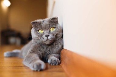 İngiliz kedisi evde rahat ve kendinden emin bir şekilde yerde yatıyor. İngiliz kısa saç cins portresi