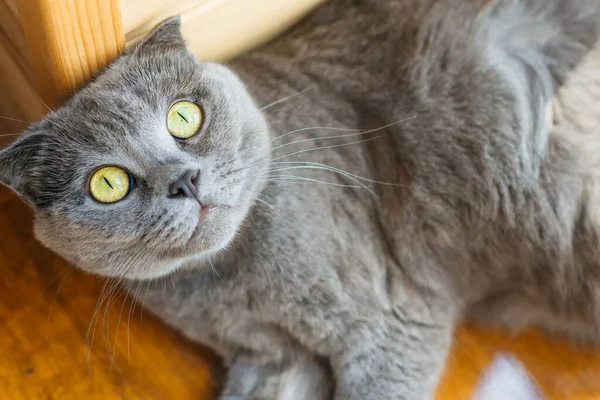 Mladá Roztomilá Kočka Odpočívá Dřevěné Podlaze Britské Krátkosrsté Kotě Modrošedou — Stock fotografie
