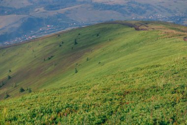 Kudretli Karpatlar 'daki kozalaklı ormanın muhteşem panoramik manzarası ve güzel mavi bir arka plan. Vahşi bakire Ukrayna doğasının güzelliği. İç huzuru.