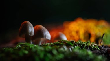 Ormanda büyüyen mantarlar