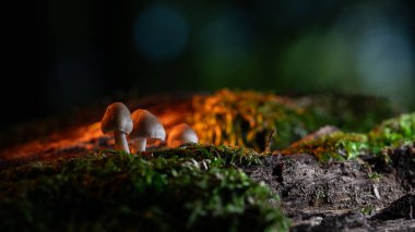 Ormandaki mantarlar. Ormandaki mantarlar.