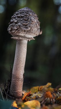 Ormandaki sonbahar yaprakları arasında büyüyen pullu bir mantarın yakın çekimi. Doğal doku, yumuşak ışık, bulanık arkaplan. Doğa, ekoloji, orman ve organik temalar için mükemmel..