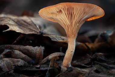 Kuru orman yaprakları arasında yetişen kehribar renkli bir mantarın makro fotoğrafı. Detaylı organik dokular ve orman tabanının doğal desenleri..