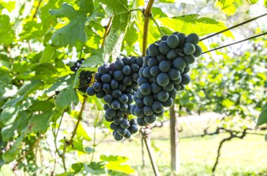 kırmızı şarap üzüm asma dan asmak