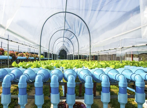 Granja hidropónica de verduras — Foto de Stock