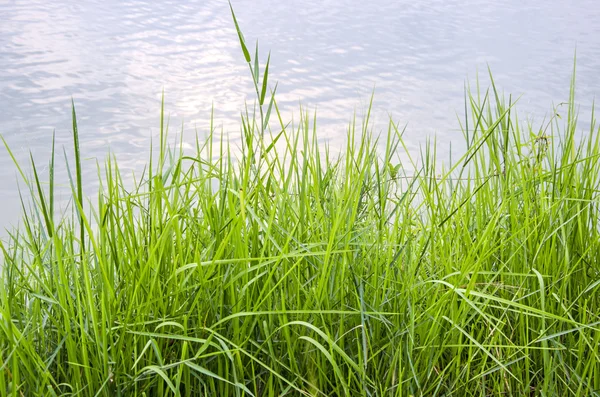 Erba vicino a un lago — Foto Stock