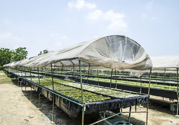 Sebzeler suda bitki yetiştirme çiftliği — Stok fotoğraf
