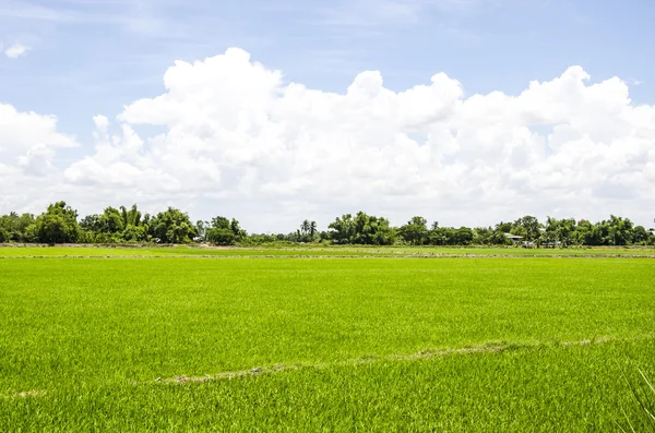 Campo di riso con nube di cielo blu nuvoloso — Foto Stock