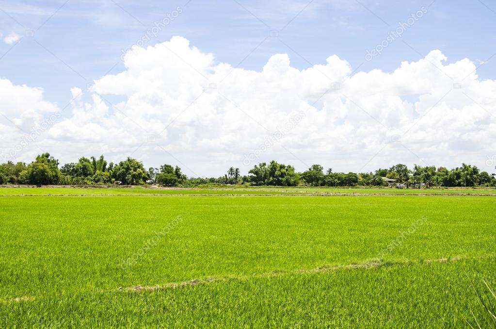 Rice field with blue sky cloud cloudy