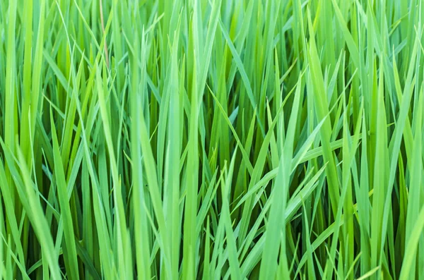 Close up su erba verde fresca — Foto Stock