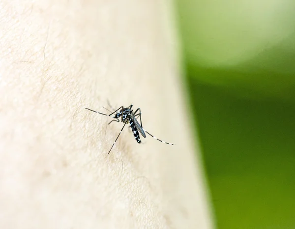 Close-up de sangue de bebidas de mosquito — Fotografia de Stock