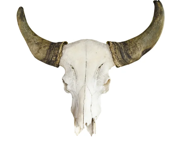 Cráneo de toro aislado con camino de recorte Fotos De Stock