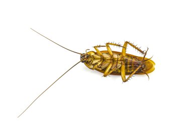 ölü Hamam böceği