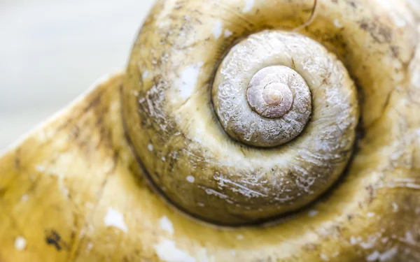 Caracol de jardín de concha espiral — Foto de Stock