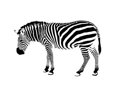bir zebra görüntüsünü