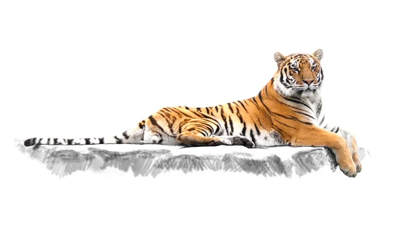 Striped tiger, which lies on the rocks — Stock Photo, Image