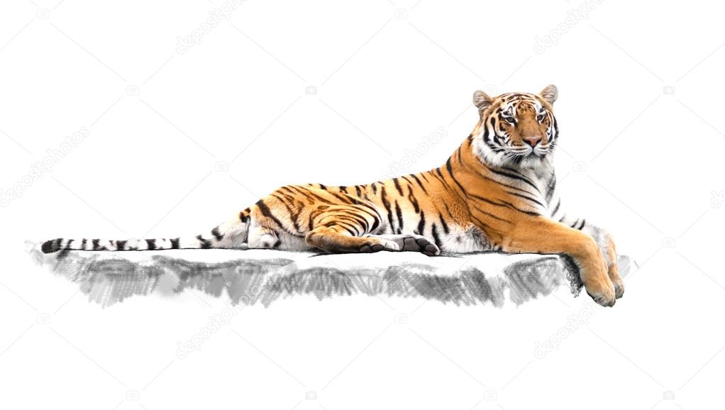 striped tiger, which lies on the rocks