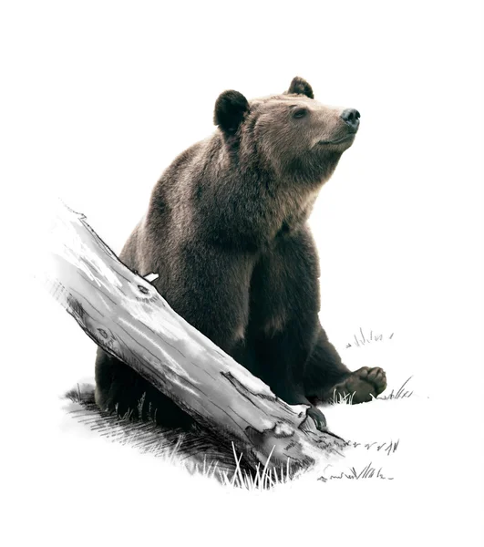 Brązowy niedźwiedź w lesie. — Zdjęcie stockowe