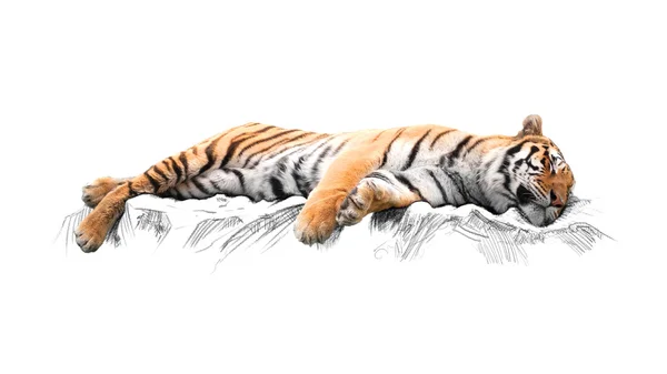 Sleeping tiger, isolated on white background — Stock Photo, Image