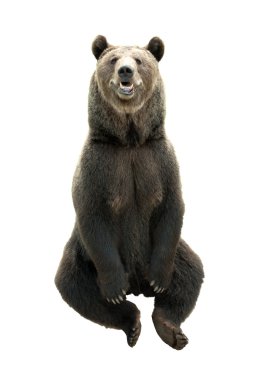 Büyük boz ayı beyaz zemin üzerine izole yırtıcı hayvan