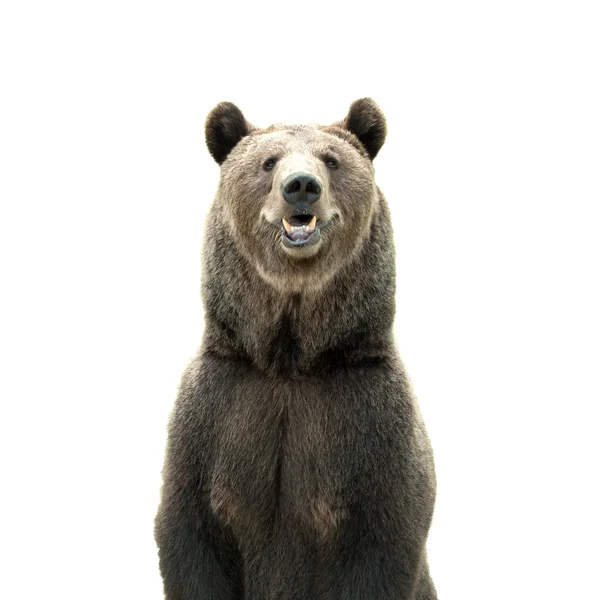 Великий ведмідь бурий Ліцензійні Стокові Зображення