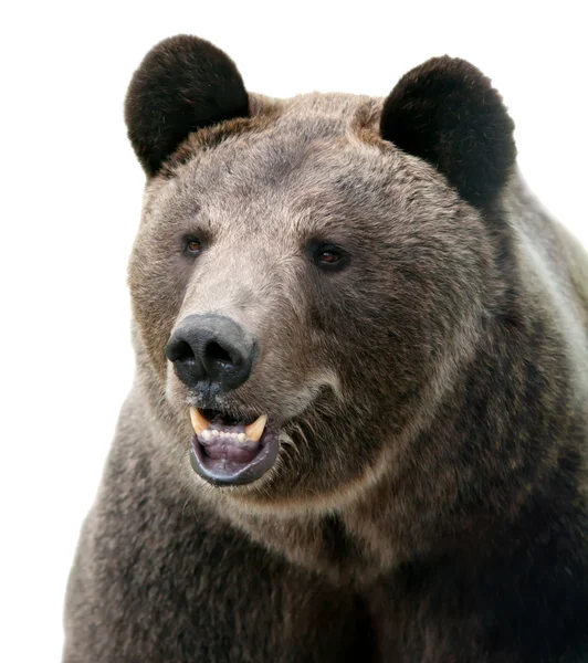 Wild Brown bear portrait. — Stock Photo, Image