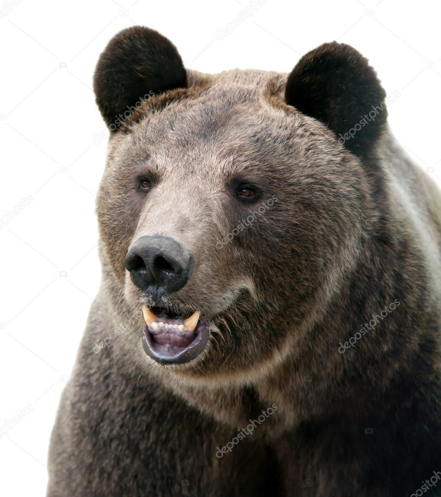 wild Brown bear portrait.