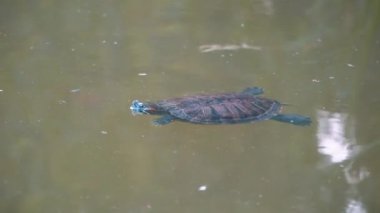 Bir kaplumbağa kafasını uzatır ve yüzer.
