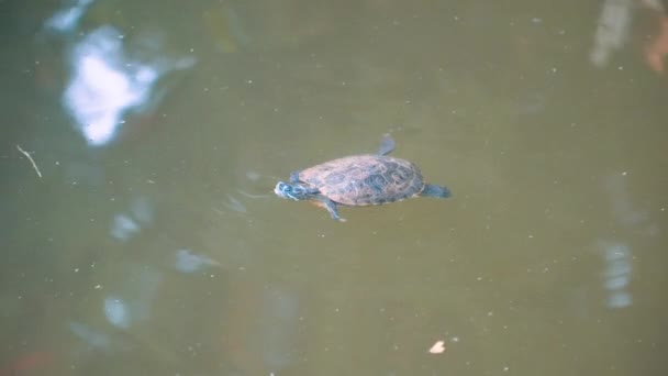 Een schildpad die in een vijver zwemt — Stockvideo