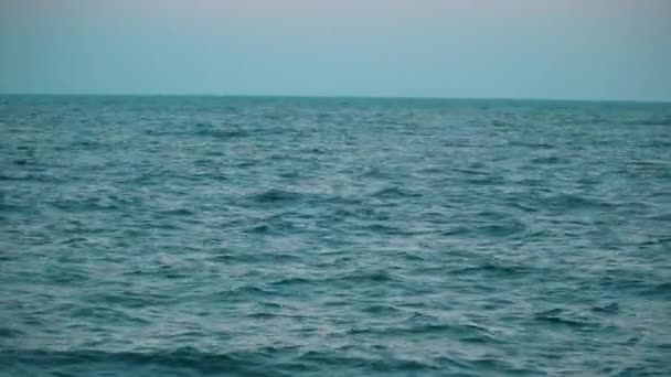 Delfiny pływające na powierzchni wody w morzu po zachodzie słońca — Wideo stockowe