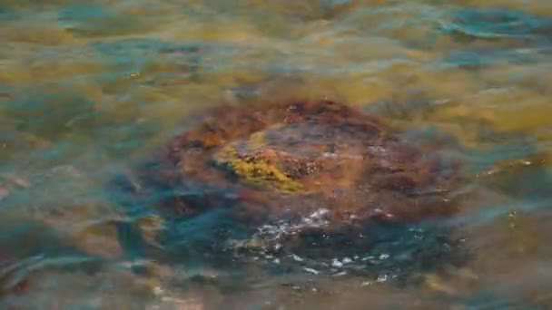 淹没在海里的石头被海藻包裹着，海藻在移动 — 图库视频影像