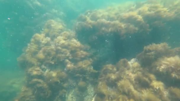 サンゴ礁の間の海で美しい魚を泳ぐ — ストック動画