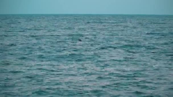 Tres delfines nadando en el mar de la tarde, surgiendo y buceando de nuevo — Vídeo de stock