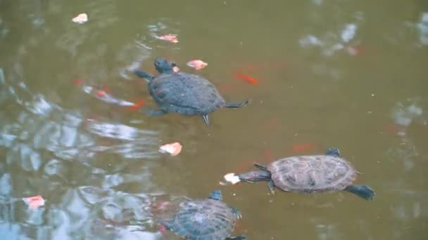 Χελώνες κολυμπούν σε μια λίμνη με σκοτεινό νερό, μαζί με το κόκκινο ψάρι και τρώνε ψωμί — Αρχείο Βίντεο