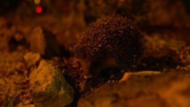 Kirpi gece hareketsiz durur ve bir fenerle aydınlatılır.