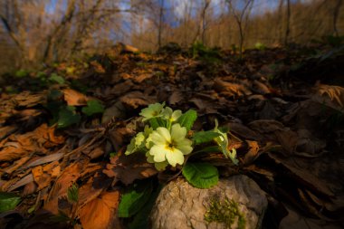 Sanatsal bulanıklık etkisi güzel yabani çuha çiçeği çiçek, Primula vulgaris